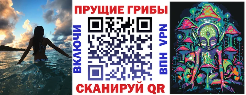 купить цена Щёлкино Галлюциногенные грибы Psilocybe